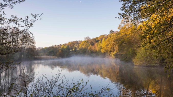 Wisps of mist are lingering above the lake at Winkworth Arboretum, Surrey, on an autumnal morning. Trees with golden leaves line the water's edge.